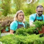 concentrated-gardeners-arranging-coniferous-plants-garden-man-woman-wearing-aprons-growing-small-thuja-greenhouse-selective-focus-commercial-gardening-activity-summer-concept_74855-12739